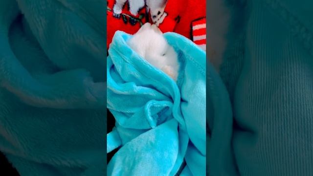 Baby Bunny Sleeping || Зайчонок спит #shorts #cute #мило #viral #subscribe #babybunny #зайчик