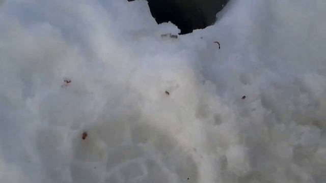 ЗИМНЯЯ РЫБАЛКА? р.ВАЗУЗА. д.ЯРЫГИНО. ПОДЛЕЩИК НА МОРМЫШКУ. смотреть онлайн