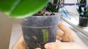 Делаю так, все просто !!! Пышное цветение орхидеи Лиодоро. Корни прут после обморожения.