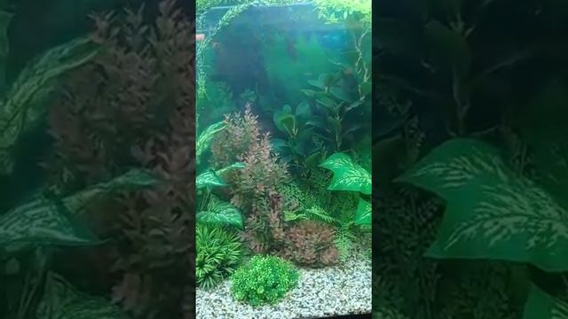 Искусственные растения в аквариуме SSB-AQUA смотреть онлайн