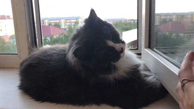 Мейн кун,кот Феня,котёнку 8 месяцев смотреть онлайн