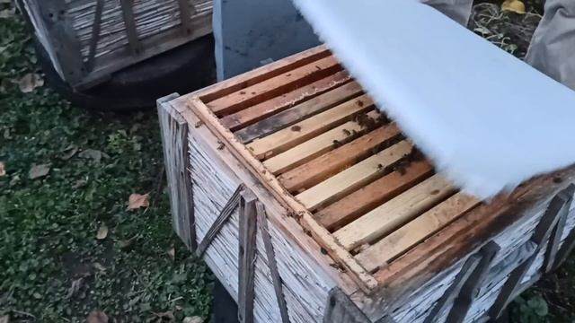 как лучше зимовать? смотреть онлайн