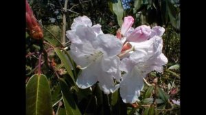 Rhododendron spp