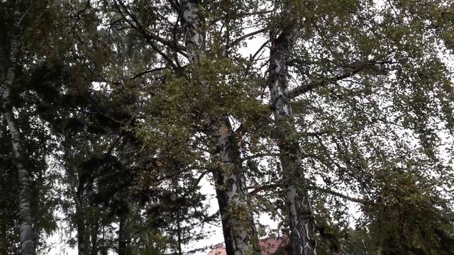 Произрастание крупной березы на участке, и ее недостатки смотреть онлайн