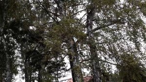 Произрастание крупной березы на участке, и  ее недостатки