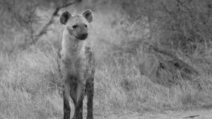 HYENA LAUGHING | Sound Effects [High Quality]