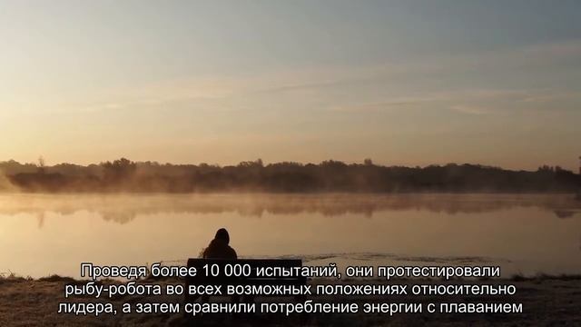 Ученые создали робота, который помог выяснить, как и зачем рыбы плавают косяками смотреть онлайн