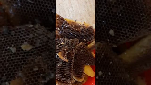 Чем я кормлю восковую моль смотреть онлайн