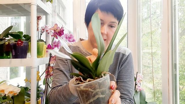 Особенности сорта Саммер Лав ( или Сансет Лав))) смотреть онлайн