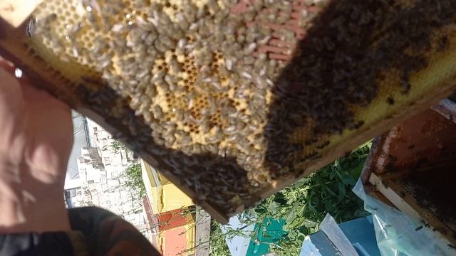 Матки инструментального осеменения смотреть онлайн