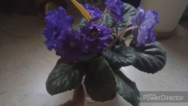 Сорт фиалки ДЕО-Синева