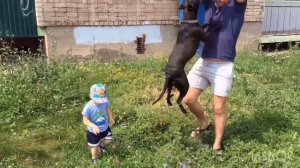 ЗАПРЕЩЕНО ПОДПУСКАТЬ К ДЕТЯМ! ОПАСНЫЕ ПИТБУЛЬТЕРЬЕРЫ!