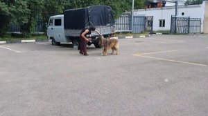 как вычесать кавказскую овчарку без травм