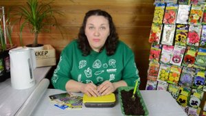 Сеем лаванду правильно - 100% всхожесть!