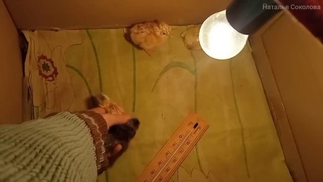 20 день инкубации. Началось то, что так ждали. Вылупление цыплят смотреть онлайн