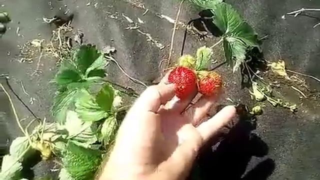 Земляника (клубника), сорт Зефир. смотреть онлайн