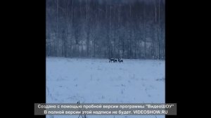 косули зимой Валдайский национальный парк