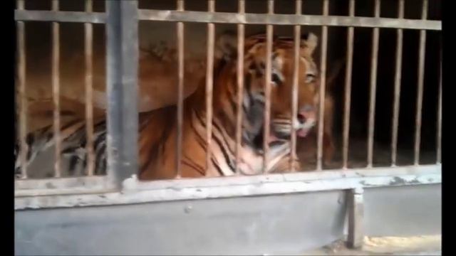 Pitbull Vs Tiger смотреть онлайн