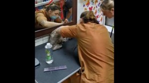 Подготовка к выставке Сибирского кота Дункана