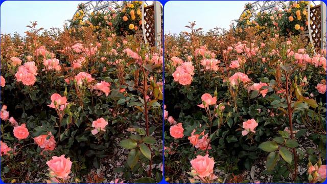 3D Video, Rose Flower, Stereo 3D Video, Stereogram, Magic Eye, 3D SBS