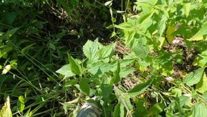 Копаю Металл с Tx-850.