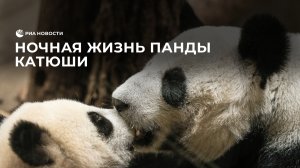 Ночная жизнь панды Катюши