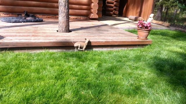 Иветта смотреть онлайн