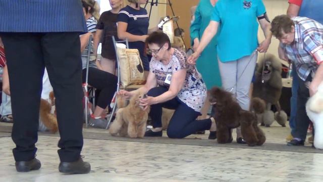 34. Моно пуделей 8.07.2018. Озерск. БЭСТ юниоров смотреть онлайн