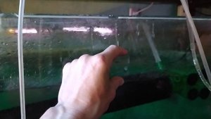 Разведение ЧЁРНЫХ НОЖЕЙ. ЧАСТЬ 2. Устройство нерестовика и отсаживание в него производителей.