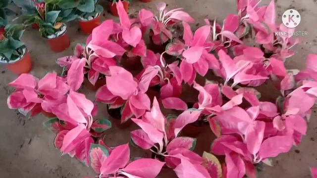 AglonimaBird nest fern Calathya Colour Anthurium  Pitcher plant arrived.. Contact-9932543709