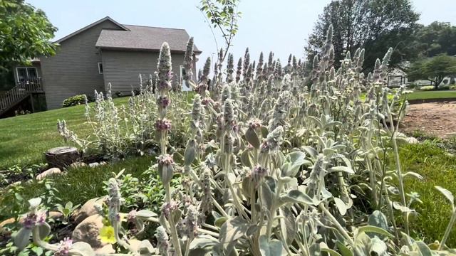 End of June | Start of July Garden and Landscape Tour смотреть онлайн