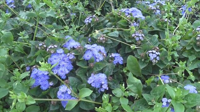 Ангелы. Верить ли снам? Святые отцы смотреть онлайн