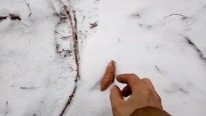 Сбор еловых шишек в ельнике⛄?☃️?????