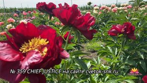 Новинки нашего питомника - пионы PINK LUAU, HEATHER и CHIEF JUSTICE / Сад Ворошиловой