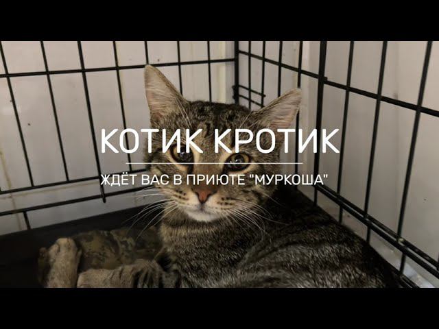 КРОТИК (уже дома)