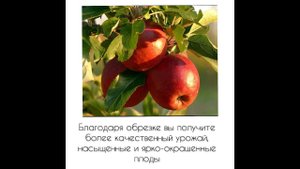 ЛЕТНЯЯ ОБРЕЗКА ПЛОДОВЫХ ДЕРЕВЬЕВ #садоводство #ландшафтныйдизайн #сад #garden #дача #shortvideo