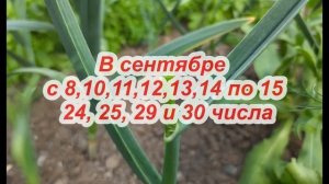 САМЫЕ БЛАГОПРИЯТНЫЕ ДНИ ДЛЯ ПОСАДКИ ОЗИМОГО ЧЕСНОКА!!! Всегда огромный урожай!!! Лунный календарь!!