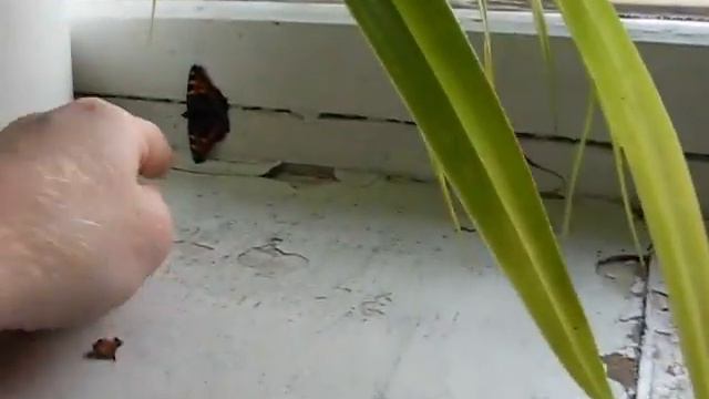 Бабочка в институте — хороший знак. 02.10.2014 смотреть онлайн