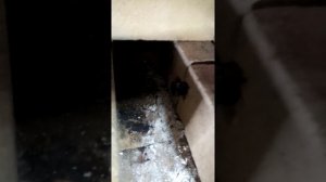 кузнечный горн 2 в 1 газовый и угольный своими руками