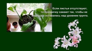Эухарис