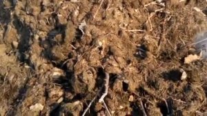 Где зимует ондатра. Природа. Зарисовка.