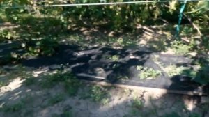 виноград 2018 Эверест