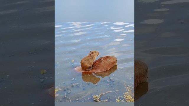 5 Интересных фактов о капибарах! #shorts #интересныефакты #факты #капибары смотреть онлайн