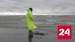 Основная версия гибели тюленей на Каспии – природные факторы - Россия 24 