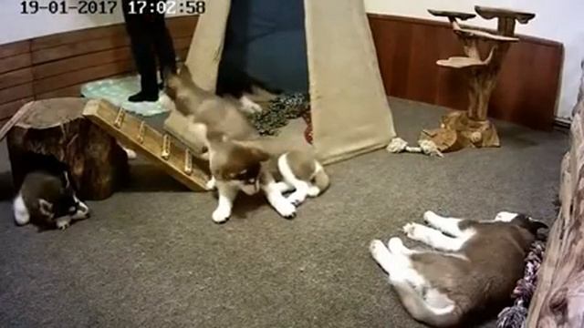 Хасята. Подарки от гостей из Новосибирска!