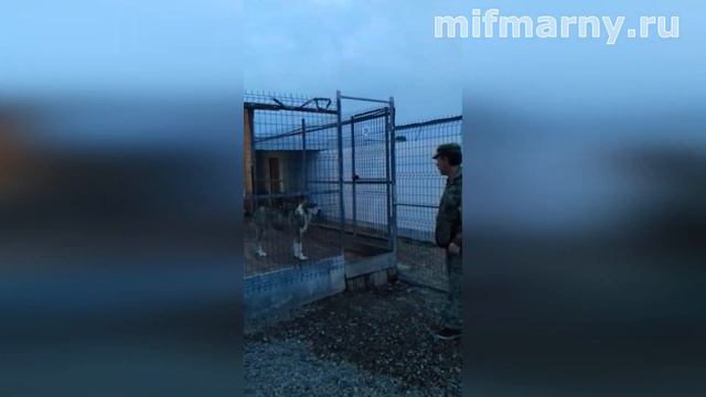 Воспитанный и умный алабай Миф Марны Беркут Львиное Сердце смотреть онлайн