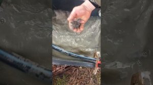 Чистка скважины Киевская область  Скважина запесочена.  Проводим первый этап очистки