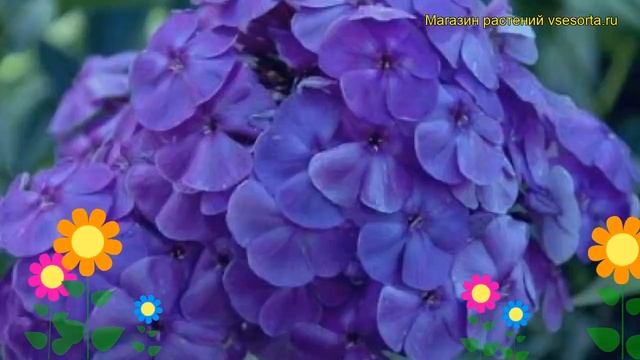 Флокс метельчатый Синее море. Краткий обзор, описание характеристик phlox paniculata Sinee more смотреть онлайн