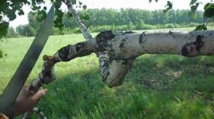 Обзор мачете. Tramontina.