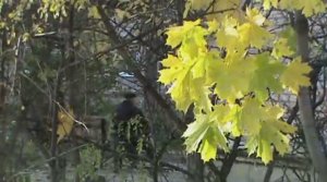 2011 - Осенний день (Марина Хлебникова)